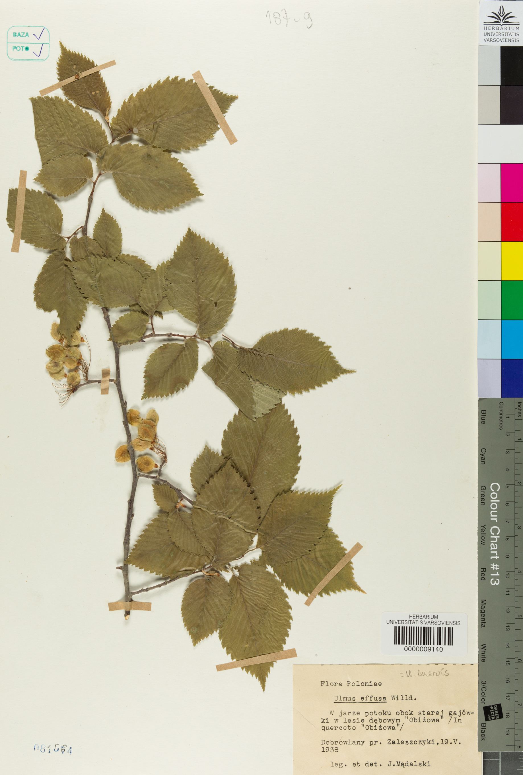Russian elm